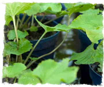 Wasabi planter