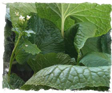 Om wasabi