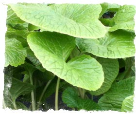 Wasabi i jord