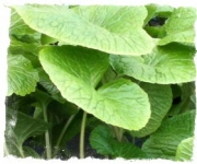 Wasabi på jord