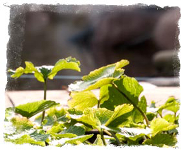 wasabi i vand