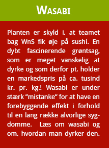 wasabiknap